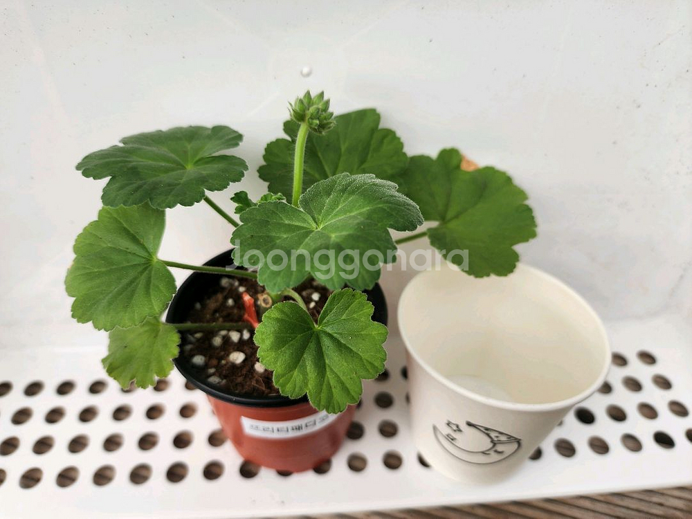 제라늄6종셋트--5