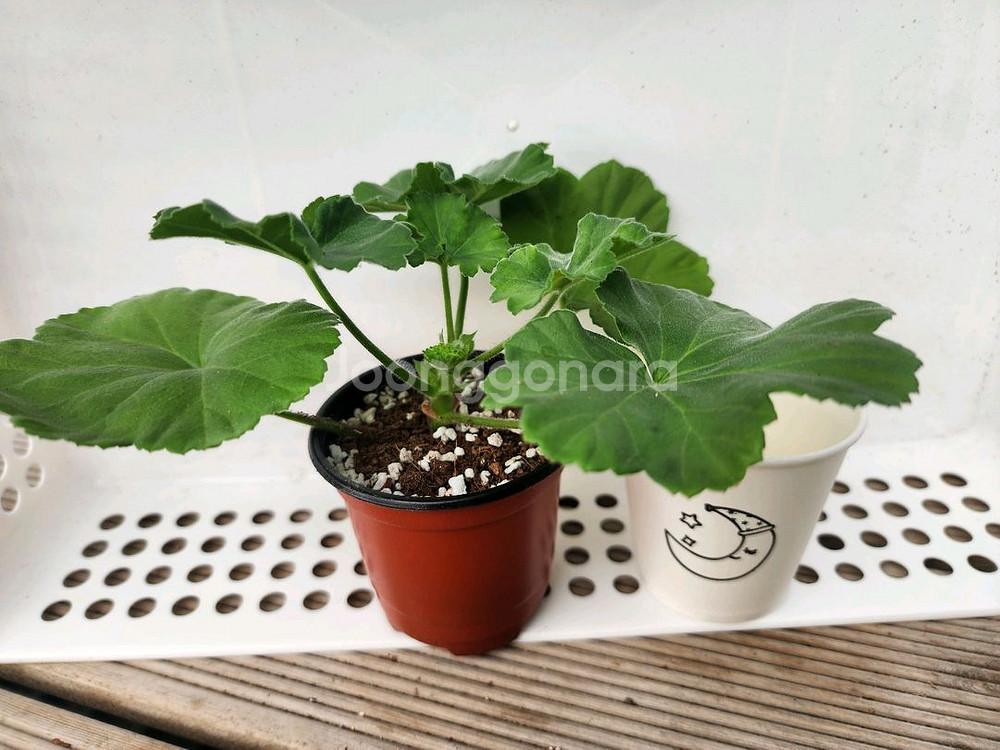 제라늄6종셋트--3