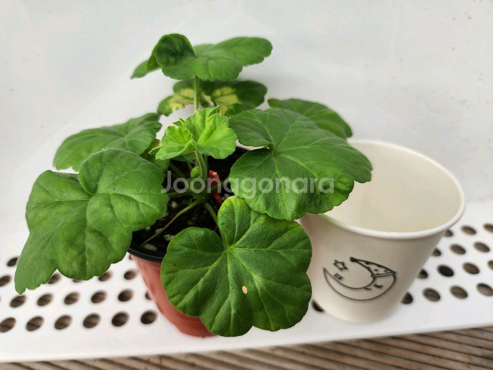 제라늄6종셋트--6