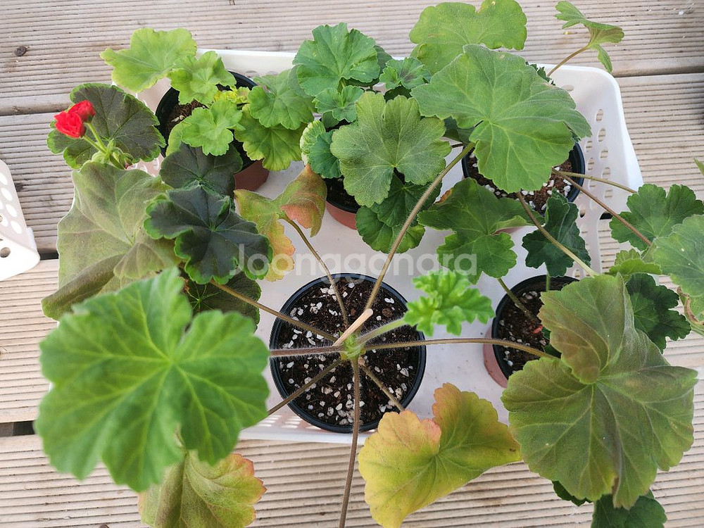 제라늄6종셋트--0