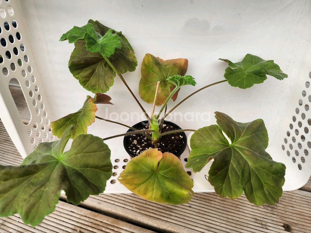 제라늄6종셋트--3