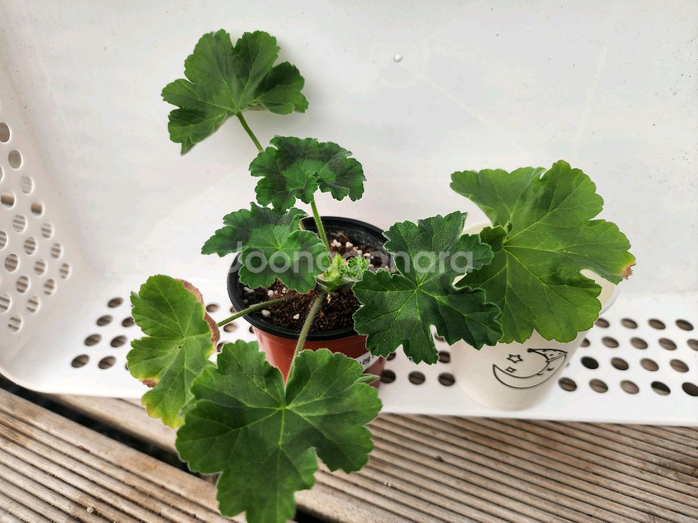 제라늄6종셋트--1