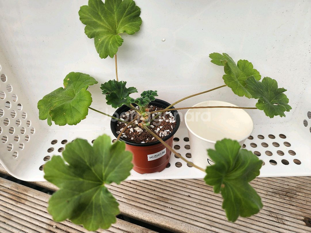 제라늄6종셋트--2