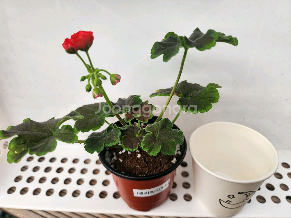 제라늄6종셋트--4