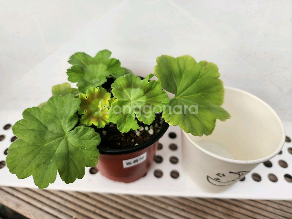 제라늄6종셋트--6