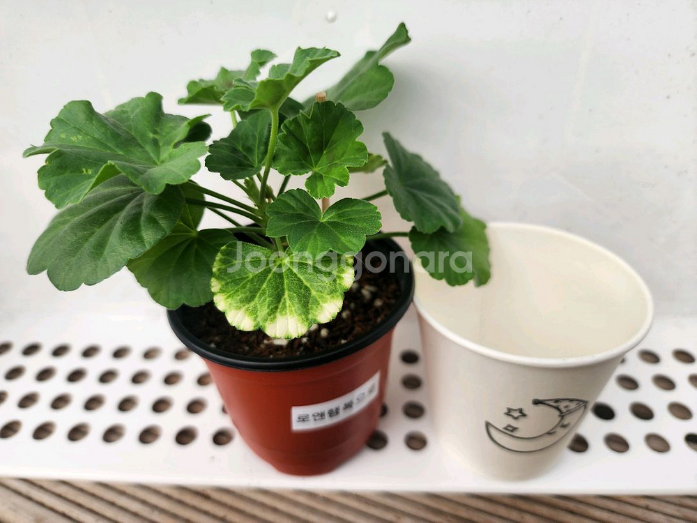 제라늄6종셋트--5