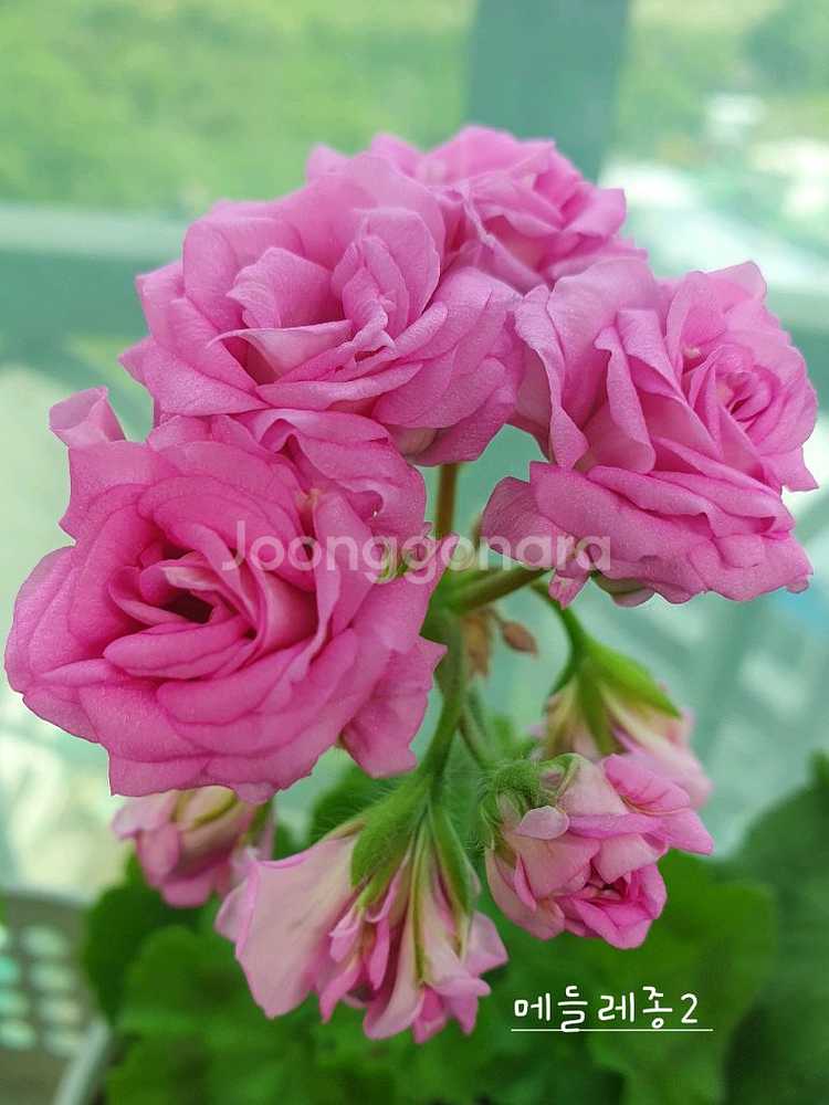 제라늄 2종 심레이디카프리스 ,메들레종2--1