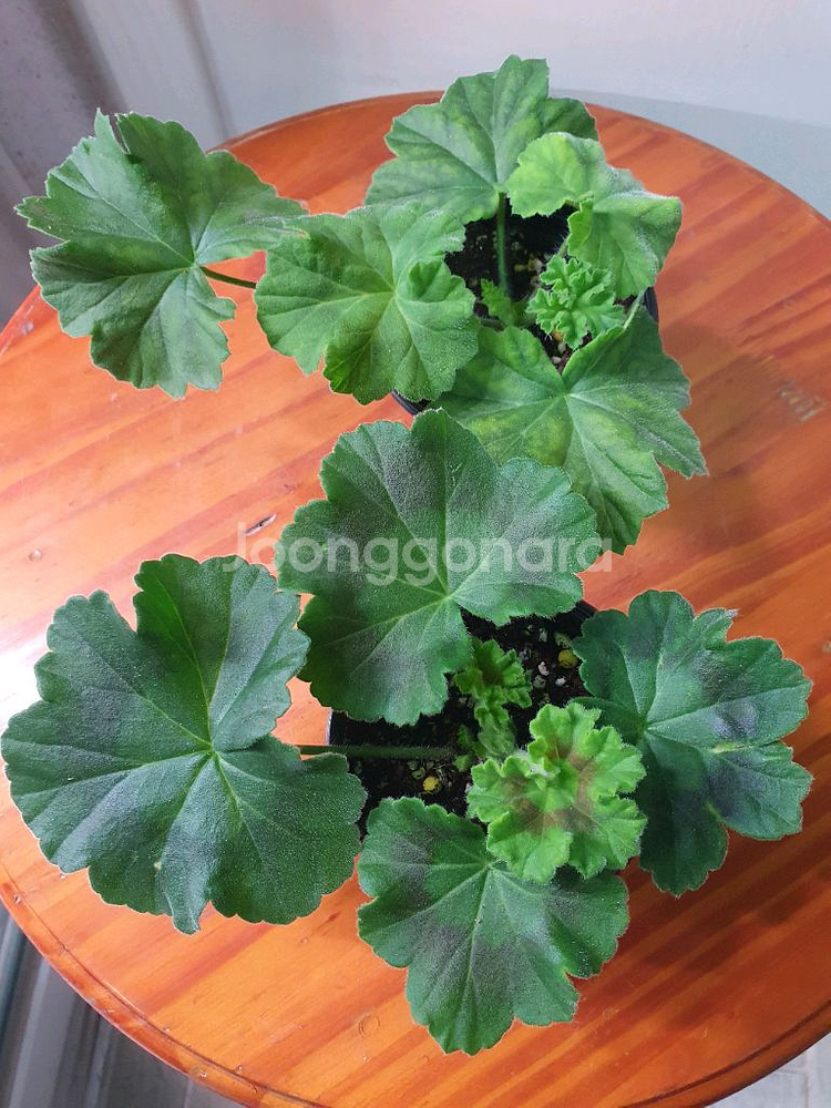 제라늄 2종 심레이디카프리스 ,메들레종2--2