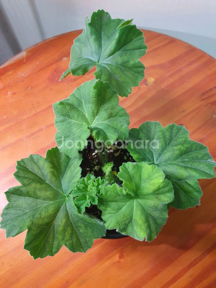 제라늄 2종 심레이디카프리스 ,메들레종2--4