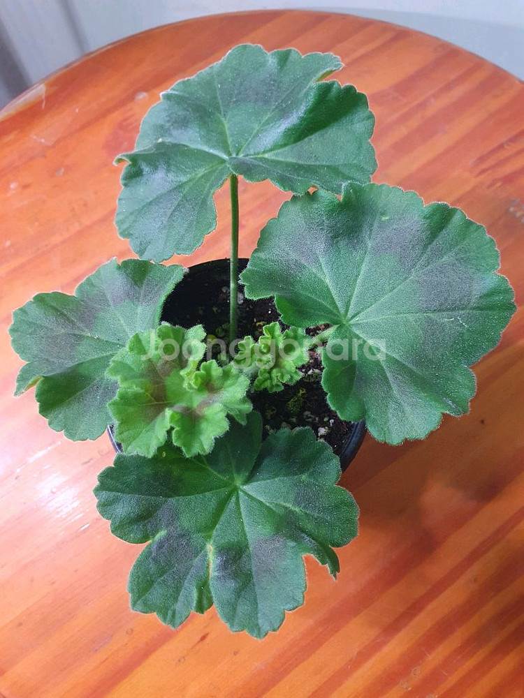 제라늄 2종 심레이디카프리스 ,메들레종2--3