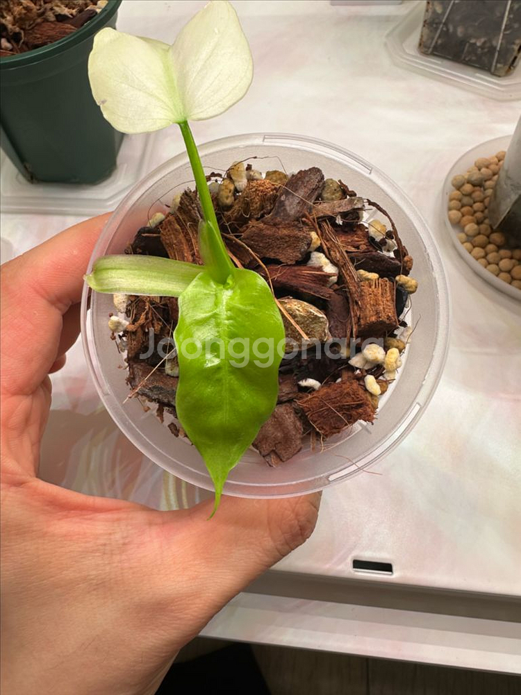 필로덴드론 라디아튬 민트 바리에가타 1--1