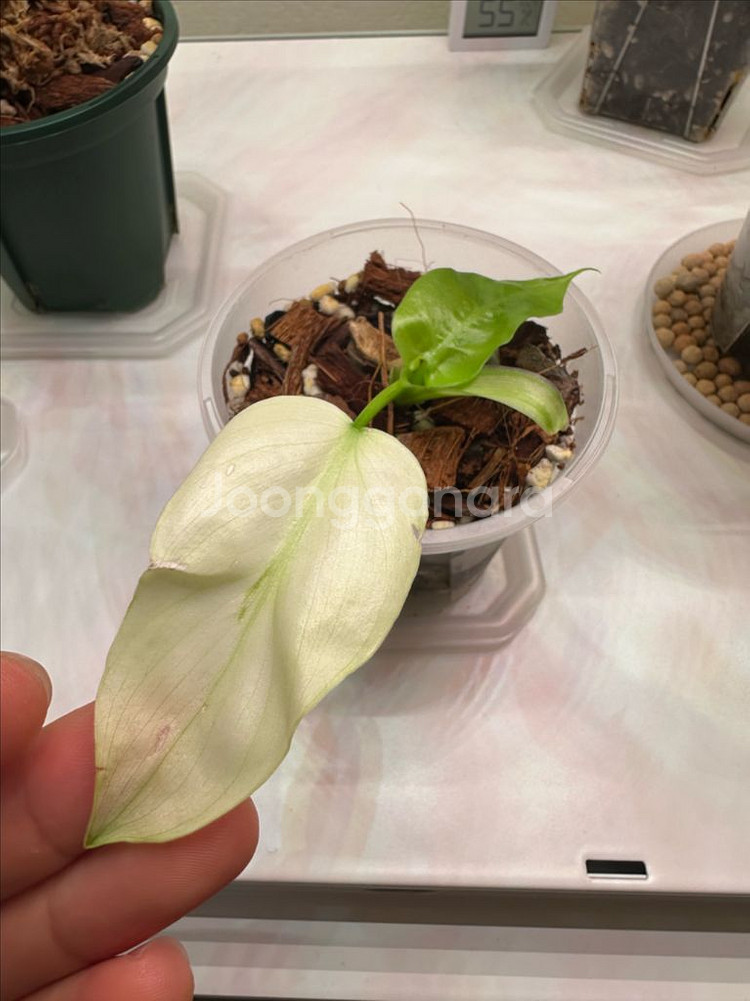 필로덴드론 라디아튬 민트 바리에가타 1--0