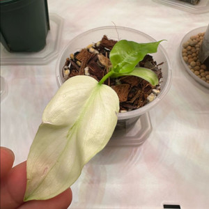 필로덴드론 라디아튬 민트 바리에가타 1