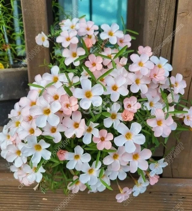 사랑초 10구 1만 (제라늄x)--0