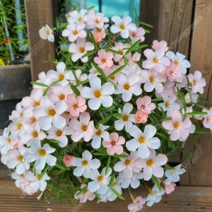 사랑초 10구 1만 (제라늄x)