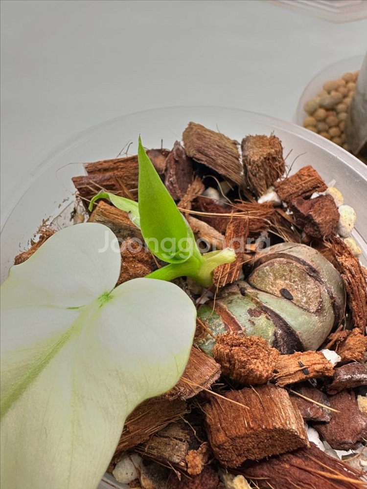 필로덴드론 라디아튬 바리에가타 2--1