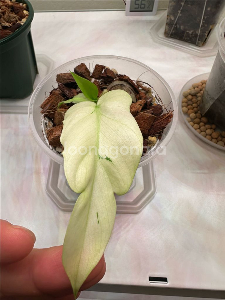 필로덴드론 라디아튬 바리에가타 2--0