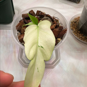 필로덴드론 라디아튬 바리에가타 2