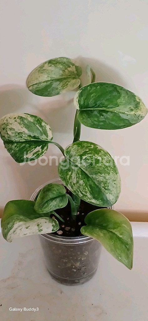 망구라이 스킨답서스--0