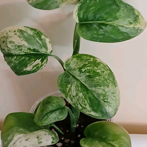 망구라이 스킨답서스