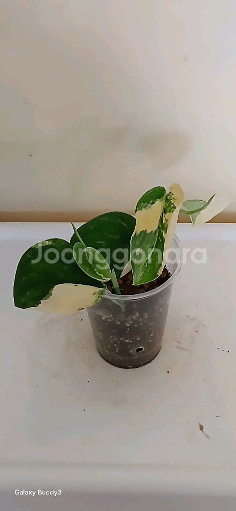 망구라이 스킨답서스--0