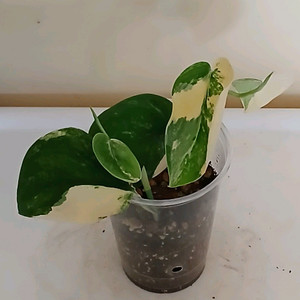 망구라이 스킨답서스