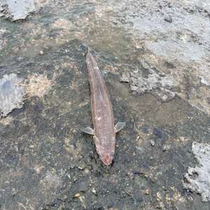 케틀벨16kg 2개 삽니다 이미지