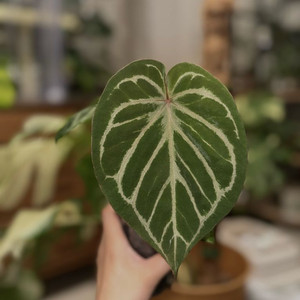 안스리움 레드크리스탈리넘x킹오스