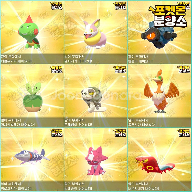 이로치 포켓몬 분양 / 소드 실드 / 닌텐도 스위치--0