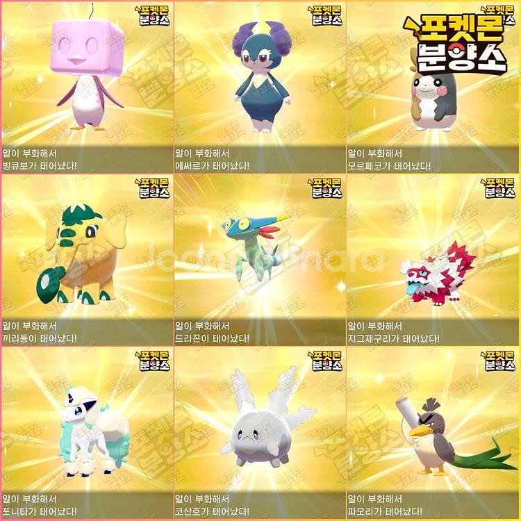 이로치 포켓몬 분양 / 소드 실드 / 닌텐도 스위치--2