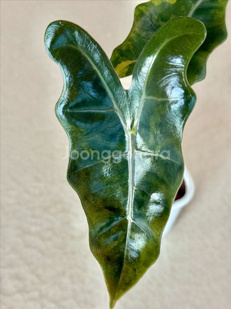 알로카시아 푸세이도 옐로우 바리에가타--0