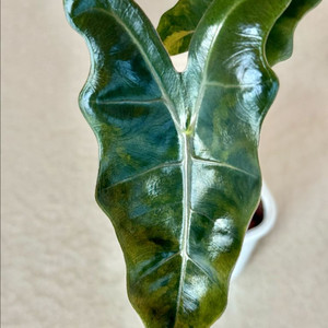 알로카시아 푸세이도 옐로우 바리에가타