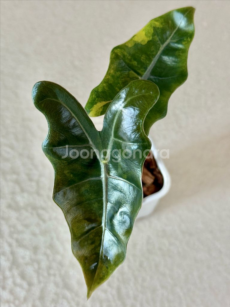 알로카시아 푸세이도 옐로우 바리에가타--6