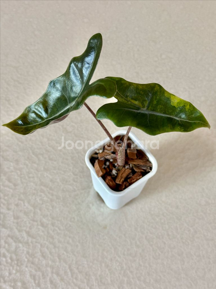 알로카시아 푸세이도 옐로우 바리에가타--5