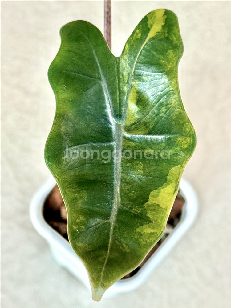 알로카시아 푸세이도 옐로우 바리에가타--4
