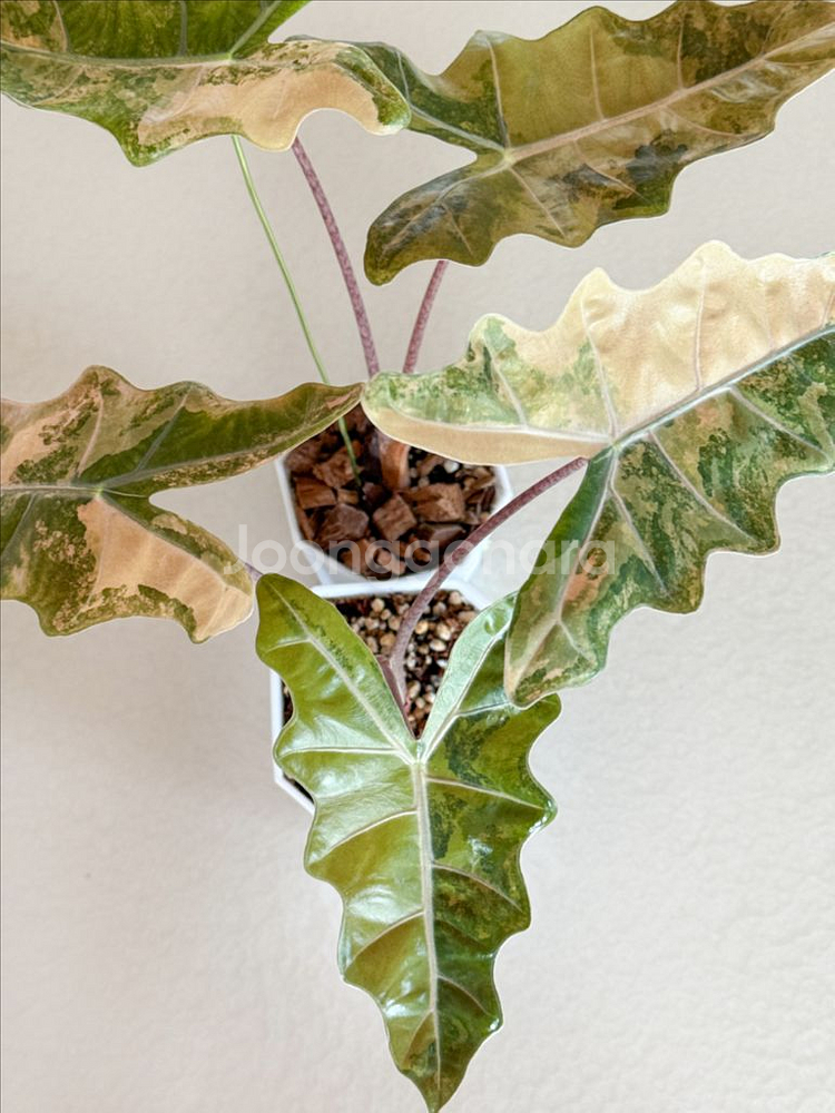 알로카시아 푸세이도 옐로우 바리에가타--1