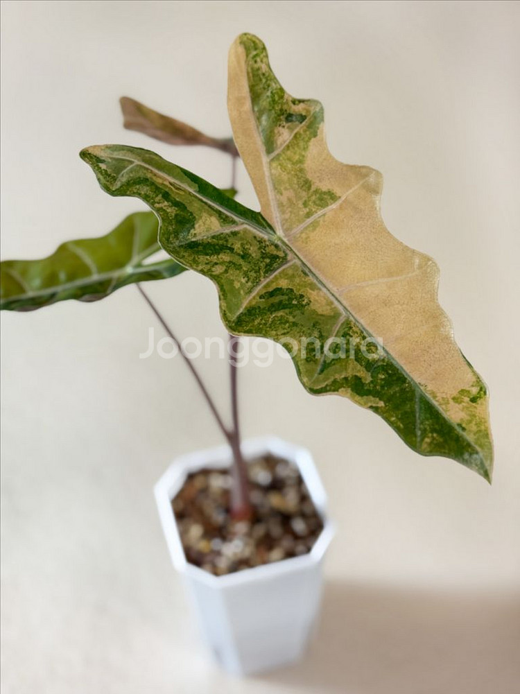 알로카시아 푸세이도 옐로우 바리에가타--2
