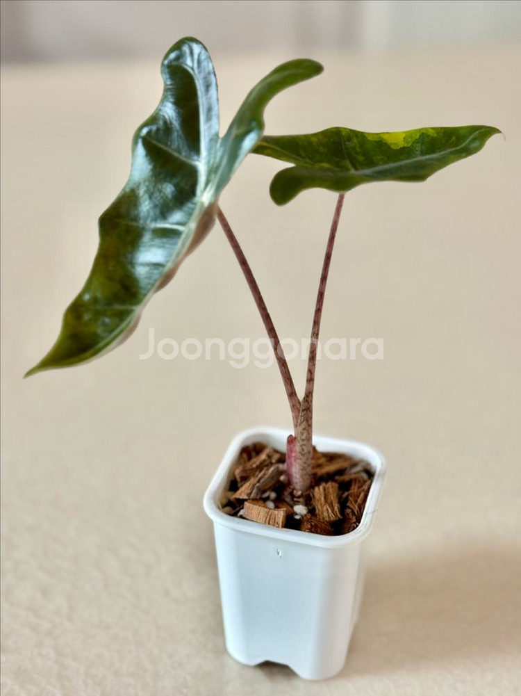 알로카시아 푸세이도 옐로우 바리에가타--7