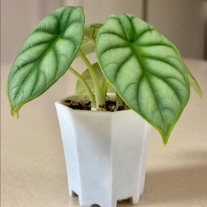 알로카시아 실버드레곤 옐로우 바리에가타 촉 2개 모험가