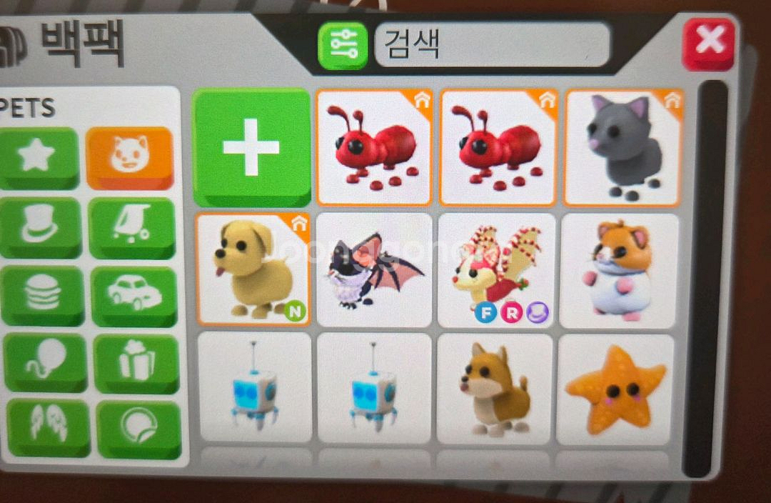 입양하세요 펫 판매 딸박,엘프쥐 등등--0