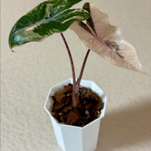 알로카시아 푸세이도 화이트 핑크 바리에가타