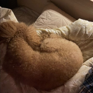 메이플 월드 코인 팝니다 중고... | 중고나라 - 안심되는 중고거래