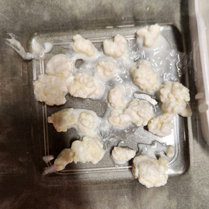 티벳버섯 종균 분양