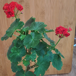 보른흘름 제라늄 대품 분양 합니다