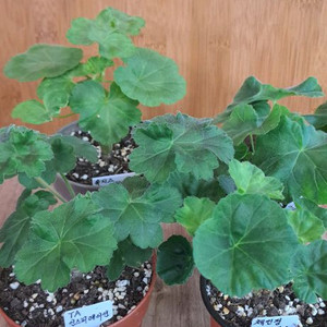 러시아제라늄 4종 분양합니다