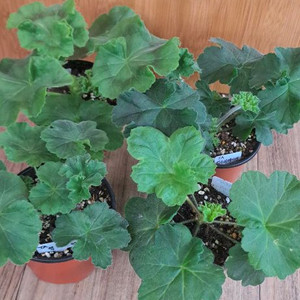 러시아제라늄 4종 분양합니다