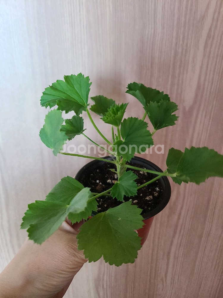 리갈제라늄 보넨트 택포함--1