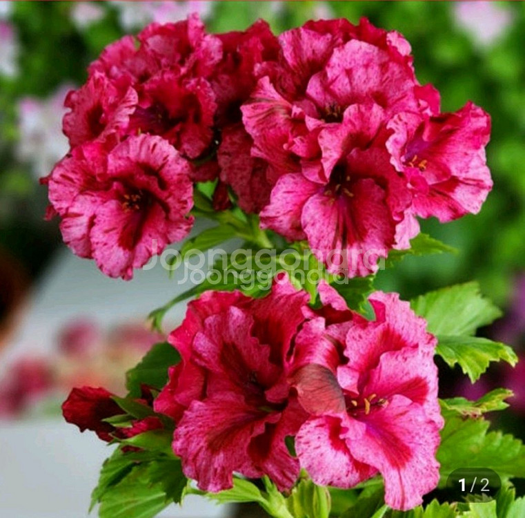 리갈제라늄 보넨트 택포함--0