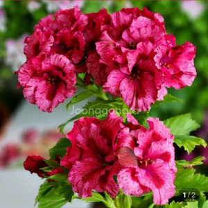 리갈제라늄 보넨트 택포함