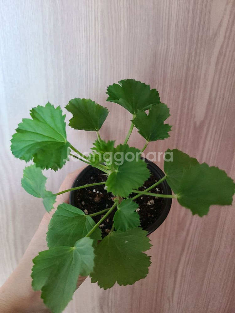 리갈제라늄 보넨트 택포함--2